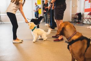 Young person rewarding puppy for greeting without jumping up